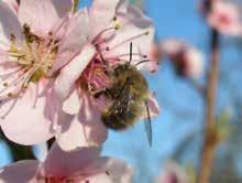 Porobnicowate (Anthophoridae) jest to jedna z najliczniejszych rodzin pszczół (fot. 4) na świecie. W Polsce reprezentowana jest przez 84 gatunki.