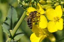 W ostatnich latach na skutek wzrostu świadomości znaczenia pszczoły miodnej, a także odpowiednich przepisów prawnych, zatrucia pszczół nie są już tak powszechne jak kiedyś, ale w skali całego