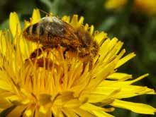Zabieg tylko wieczorem Konieczne jest prowadzenie zabiegów ochronnych po ustaniu lotów pszczół, w godzinach wieczornych lub nocnych. Pszczoły w poszukiwaniu pokarmu latają nawet na odległość 3 km.