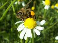 Fot. J. Klepacz-Baniak Fot. 6. Robotnica pszczoły miodnej (widoczne obnóże pyłkowe na III parze odnóży) na kwiecie rumianku nie zabiegu chwastobójczego.