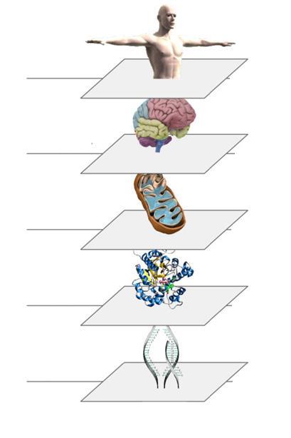 Anatomia