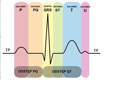 1. Wstęp Elektrokardiografia jest nieinwazyjną metodą diagnostyczną, której celem jest rozpoznanie przebiegu zjawisk elektrycznych w sercu.