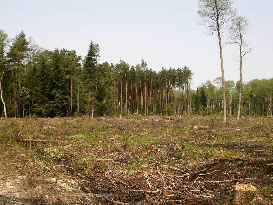 Leśnicy
