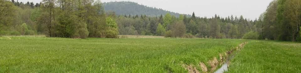 Wilgotna