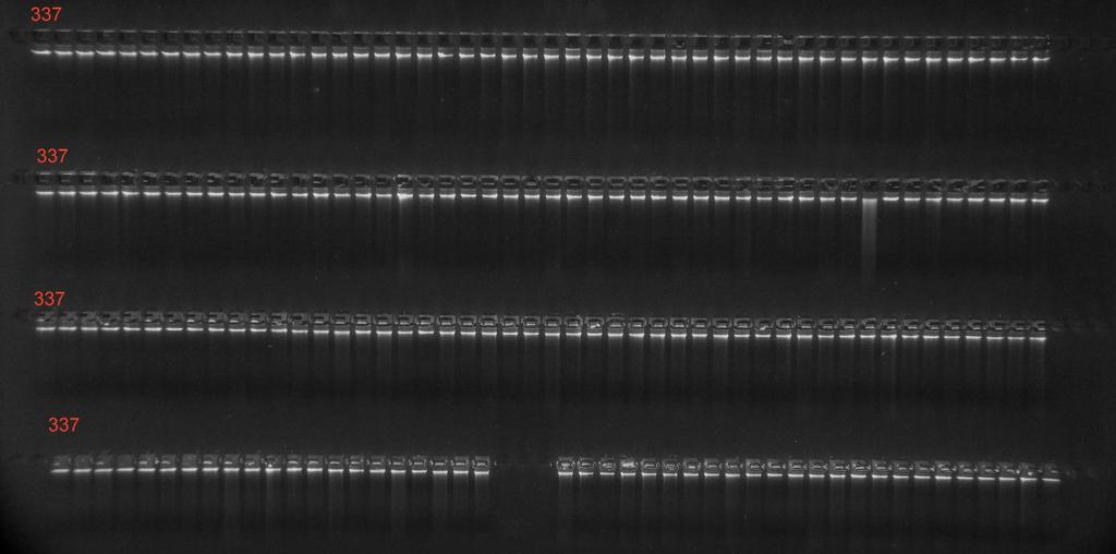 Stężenie i czystości wyizolowanego DNA oceniono spektrofotometrycznie. Zakres stężeń wyniósł od 102 ng/µl do 480 ng/µl. Każdą z próbek doprowadzono do stężenia 100 ng/µl.