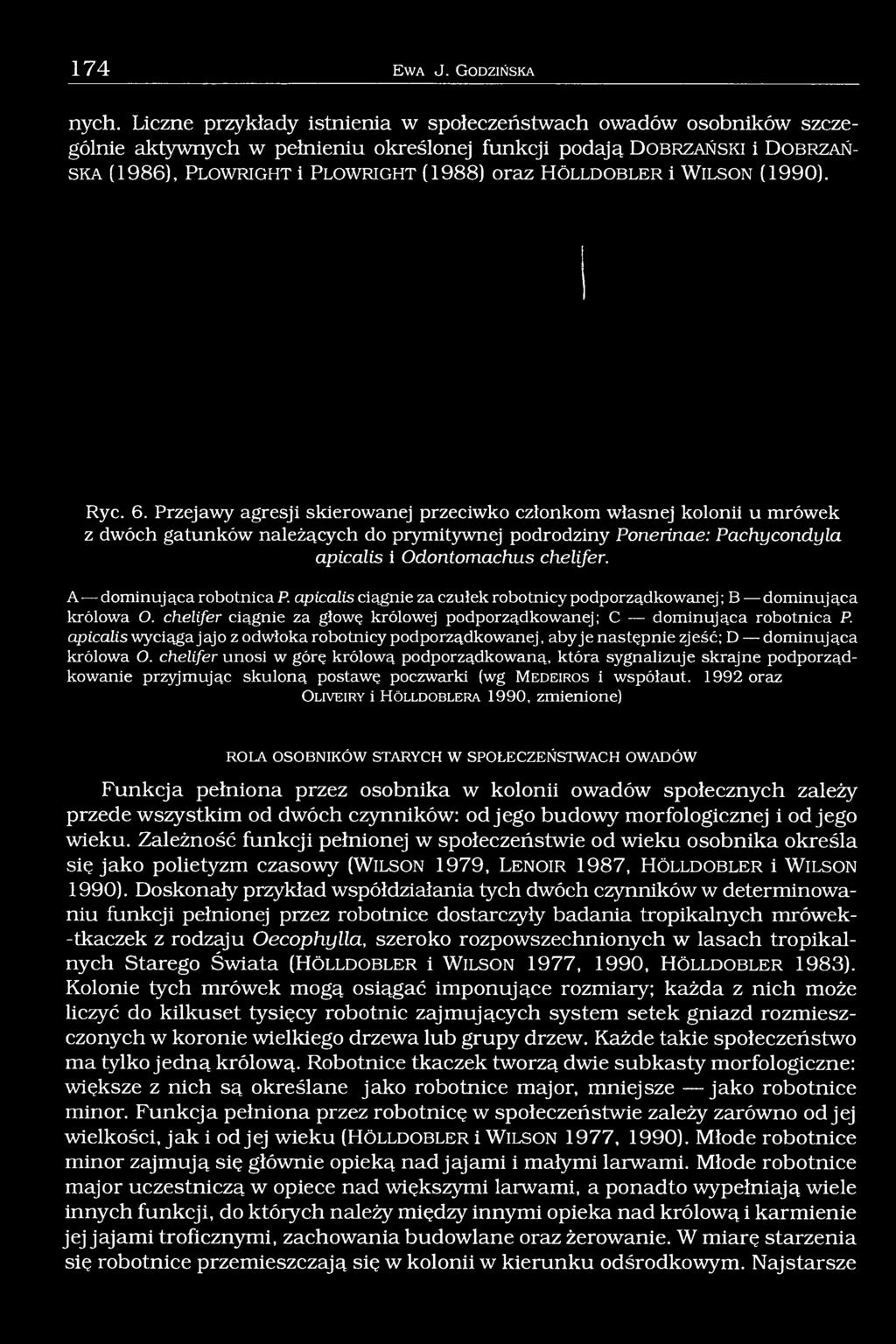r ig h t (1988) oraz H ö l l d o b l e r i W il s o n (1990). Ryc. 6.