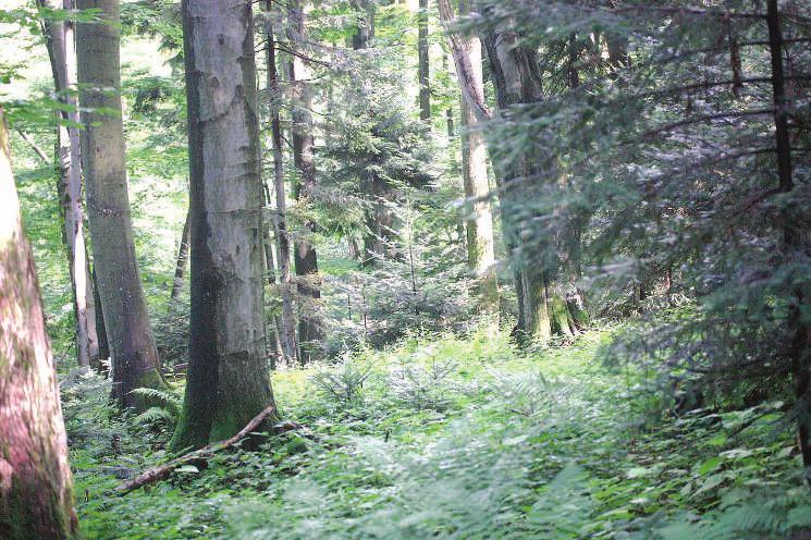 88 Adam-Stebel-et-al. 88 n.p.m.) i Brañcowa (677 m n.p.m.). Rezerwat po³o ony jest na terenie Parku Krajobrazowego Gór S³onnych i Leœnego Kompleksu Promocyjnego Lasy Birczañskie (R¹kowski i in. 2007).
