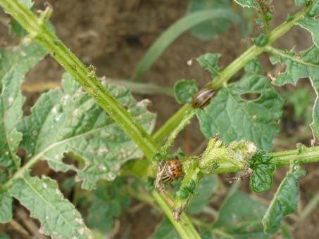 ponieważ metody agrotechniczne (uprawki, przedplony, izolacja) nie są skuteczne z powodu biologii szkodnika; stonka przelatuje wiosną nawet z odległych rejonów w poszukiwaniu pól ziemniaka.