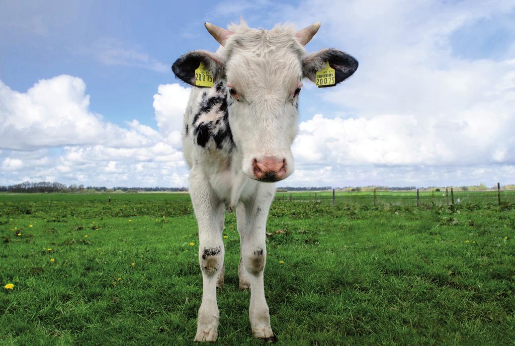 Bilansowanie dawek pokarmowych podstawą żywienia krów mlecznych Podstawową paszą w żywieniu bydła są pasze objętościowe, których ilość powinna być taka aby zapewnić odpowiednią strukturę dawki