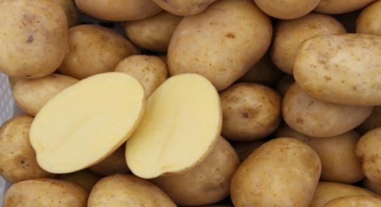 W IHAR PIB Oddział Jadwisin funkcjonuje Zakład Agronomii Ziemniaka.