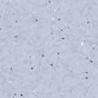ECLIPSE PREMIUM KOLEKCJA SPECTRA BOGATE WZORNICTWO I