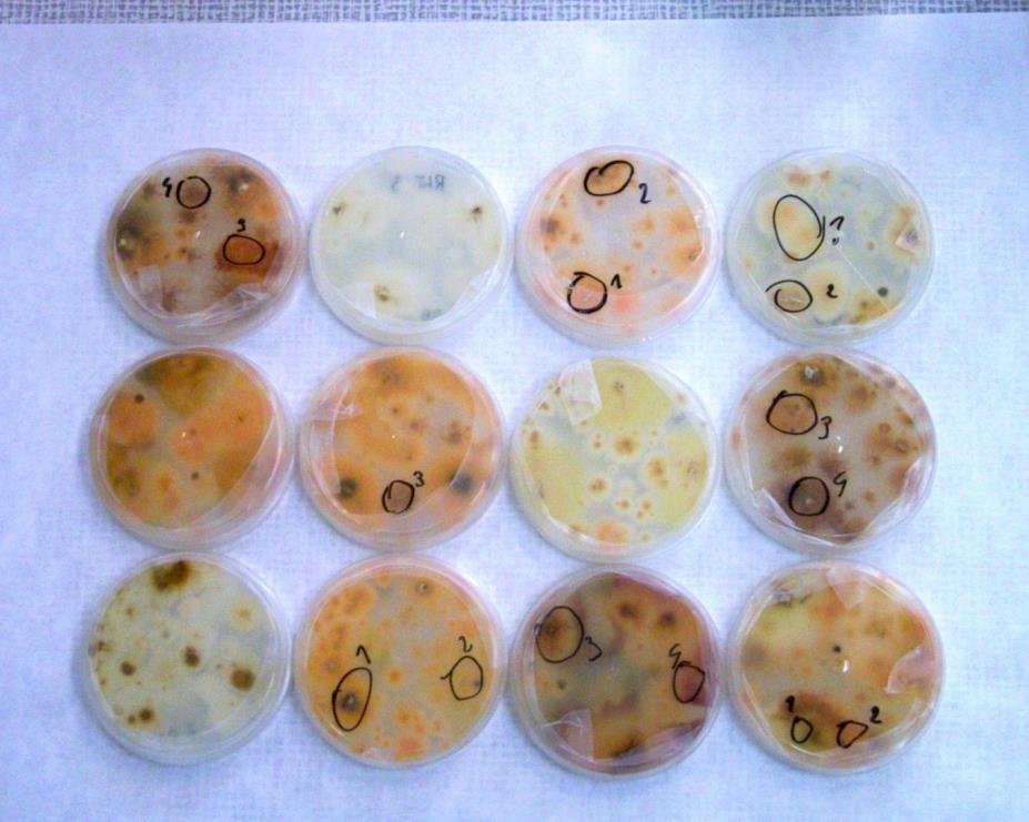 Izolacja kultur Fusarium z porażonych ziarniaków w próbach ziarna z roku 2016 oraz identyfikacja gatunków Fusarium uzyskanych w roku 2015