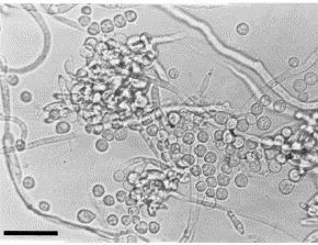 poae 31 44,9 Fusarium sp.