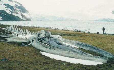 Wkład wielorybników w oceanografię polarną Analiza bazy danych dzienników wielorybniczych z lat 1931-1987 wskazuje na