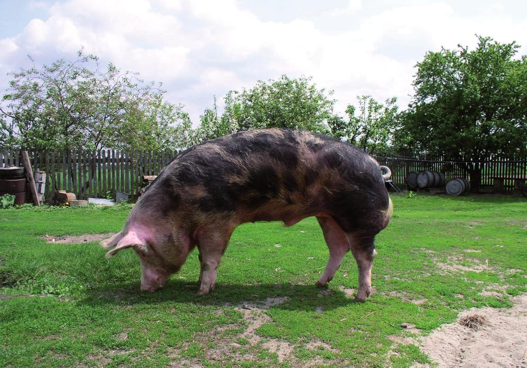 Wybrane metody kriokonserwowanego nasienia knura development associated with impaired semen quality. Fertil. Steril., 55: 338 344. Silva P.F., Gadella B.M. (2006).