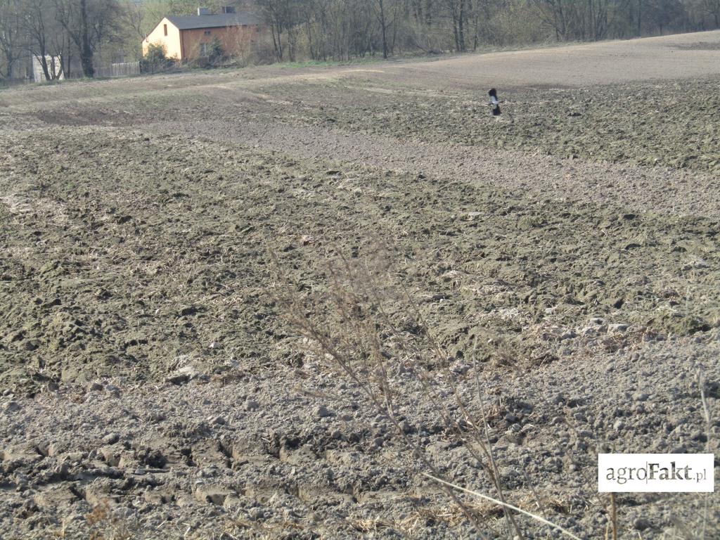 Szkodniki w uprawach warzyw pod kontrolą Autor: Tomasz Kodłubański Data: 18 maja 2017 Skuteczna ochrona przed szkodnikami w uprawach warzyw uzależniona jest od stałej lustracji pola i
