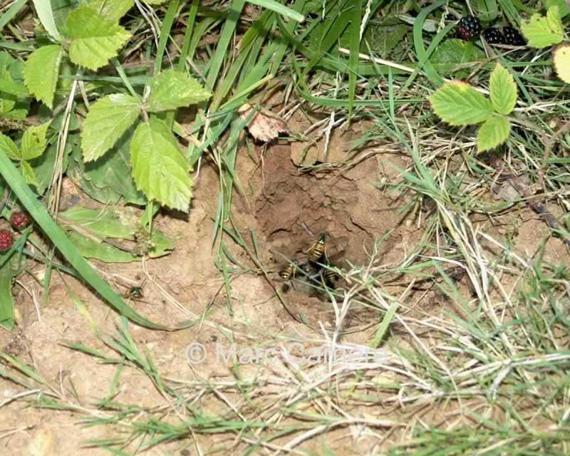 Gniazda ziemne Albo: Potraktować otwór i jego okolice pylistym np.