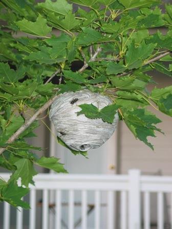 Gniazda wiszące Traktować insektycydami kontaktowymi (pyretroidy):