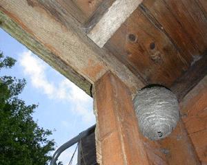 Środki do niszczenia os w gniazdach w miejscach niedostępnych Insektycydy