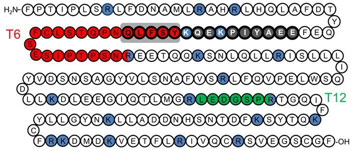 nanouhplc-esi-(orbitrap)-ms/ms Analityczne Centrum Eksperckie Badania proteomiczne peptyd charakterystyczny dla izoformy 22 kda udział w pilotażowych porównaniach dotyczących oznaczania izoform