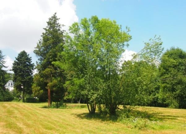 Ciężkowicach i pozostałości w Polskiej Cerekwi. Za park uznano także nasadzenia zachowane przy (nieistniejącym już) folwarku Kochaniec.