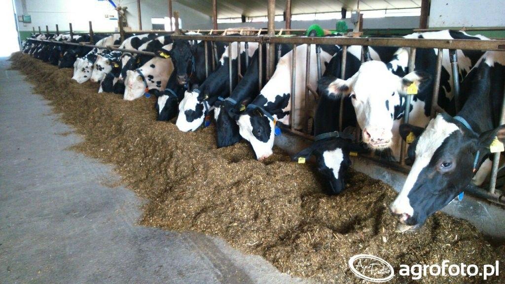 .pl Źródło: AgroFoto.