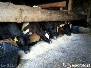 .pl Joanna Kwiatkowska z Kompanii Piwowarskiej. Źródło: AgroFoto.pl, kb4512 Wybierając firmę, należy zwrócić uwagę na to, jakim transportem młóto do nas przyjedzie.