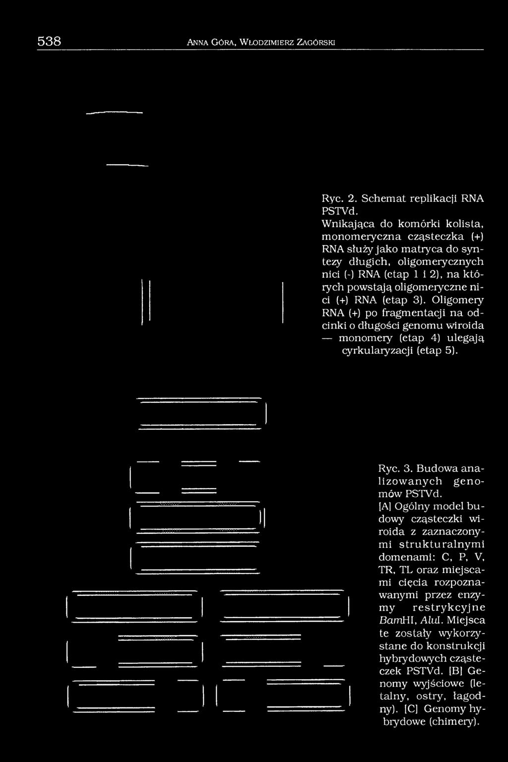 3). Oligomery RNA (+) po fragmentacji na odcinki o długości genomu wiroida monomery (etap 4) ulegają cyrkularyzacji (etap 5). Ryc. 3. Budowa analizow anych gen o mów PSTVd.