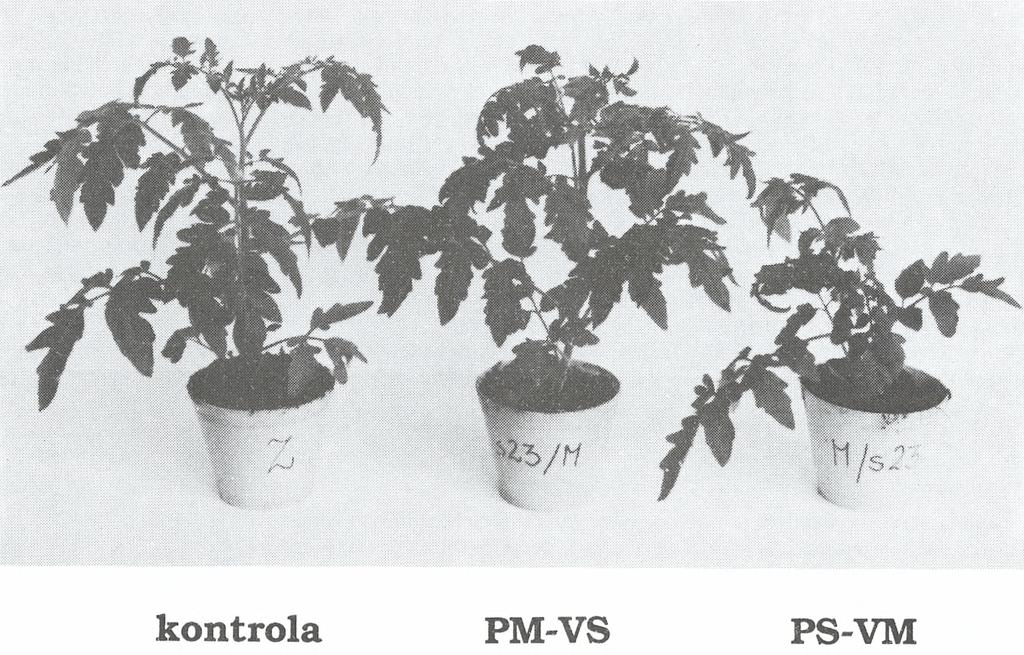 4. Symptomy porażenia wywoływane przez wybrane genomy PSTVd.