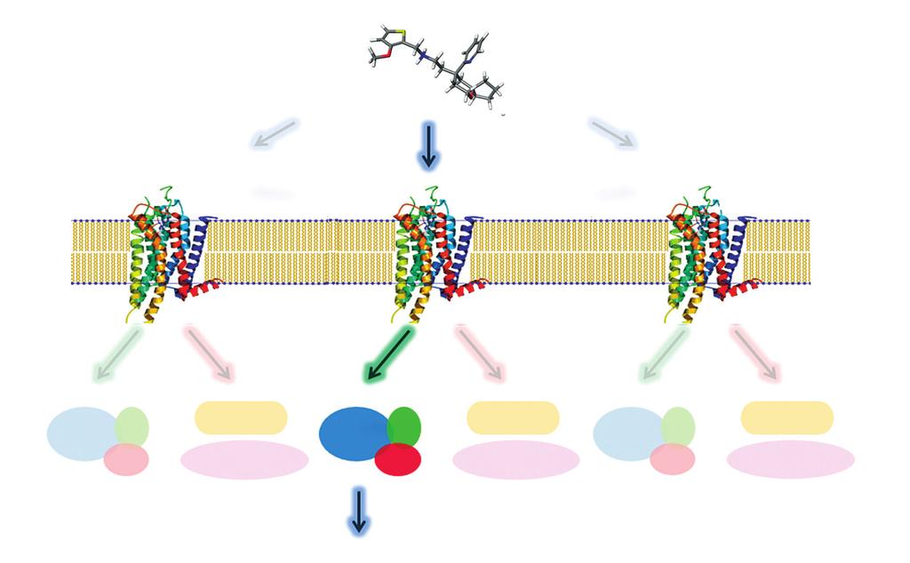 Concept of functional selectivity.