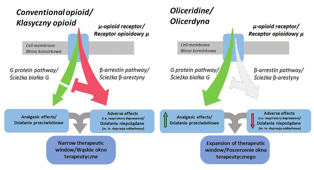 Joanna Śniecikowska, Monika Głuch-Lutwin, Adam Bucki, Paweł Mierzejewski, Marcin Kołaczkowski This hypothesis became the basis for the work carried out in recent years by the pharmaceutical company