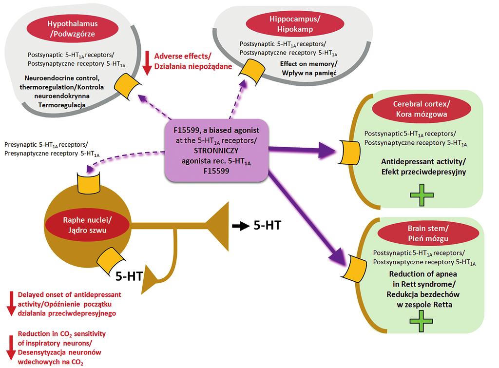 Functional selectivity chance for better and safer drugs? Selektywność funkcjonalna szansa na skuteczniejsze i bezpieczniejsze leki? Figure III.