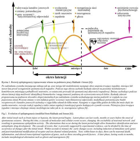 epileptogennych. Nieprawidłowość epiloptogenną należy rozumieć jako podłoże patofizjologiczne odpowiedzialne za początek i/lub trwanie padaczki [3].