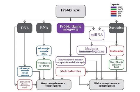 Biomarkery epileptogenezy nadzieje i możliwości Ryc. 4. Korelacje pomiędzy poszukiwaniem biomarkerów w próbkach mózgu i biomarkerów molekularnych.
