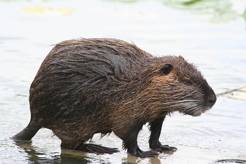 4 x 5 Nutria