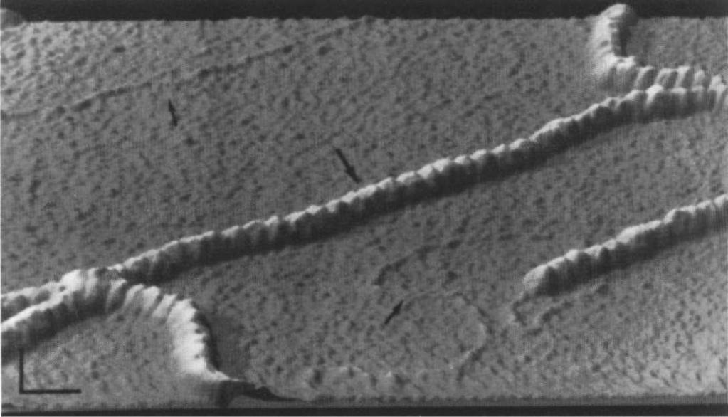Obraz (236nm x 192 nm) nici DNA poddanych