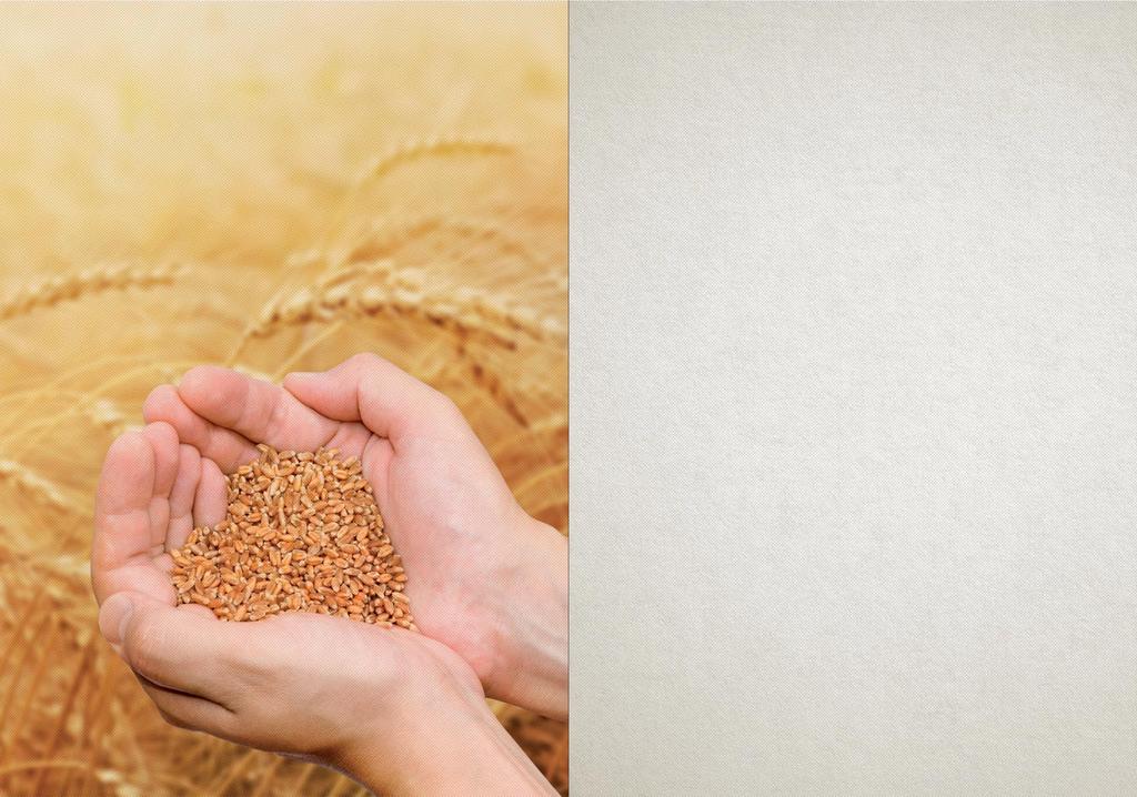 Prawdziwe makarony al dente 100% semoliny z pszenicy durum Nasze makarony produkowane są w 100% z semoliny