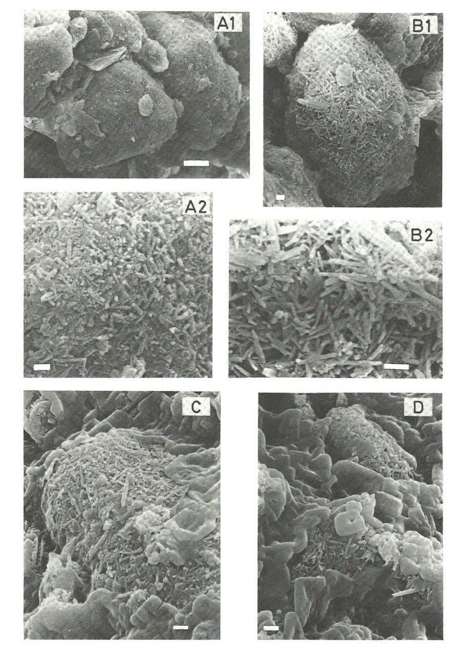 1984 homogenit Hieke, W., 1984.