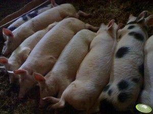 .pl https://www..pl Źródło: AgroFoto.pl, kozak11 Tomasz Olczak to jeden z najlepszych hodowców zarówno trzody, jak i krów mlecznych w gm. Parzęczew w woj.