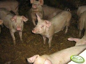 .pl https://www..pl Źródło: AgroFoto.pl, AGRObombula Hodowca wydaje praktycznie całość zarobionych na sprzedaży tuczników pieniędzy na utrzymanie hodowli.