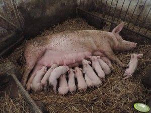 .pl https://www..pl gminie pan Dariusz Frańczak, który utrzymuje stado zarodowe i nie ma możliwości przejścia na produkcję mleka.