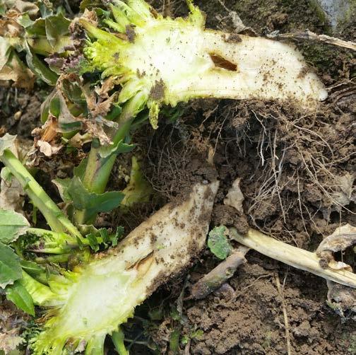 n Rzepak ozimy, najpopularniejsza roślina oleista naszego klimatu, przez cały okres wegetacji narażony jest na ataki szkodników.