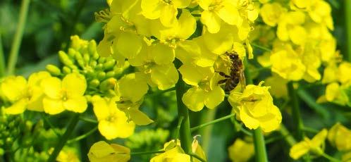 Tau-fluwalinat 240 EW 0,2 l/ha, 3 dni po zabiegu, Brodzica koło Hrubieszowa.