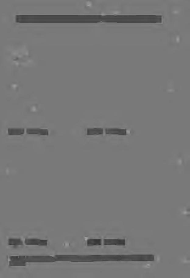 .. "' " r, Mg 0,29 Sr 130 ppm Mg 0,37 Sr