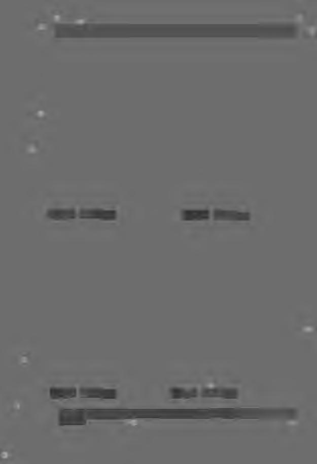 ,. ' Mg 0,65 Sr 200 ppm Mg 0,78 Sr 220 ppm Rys. 14.