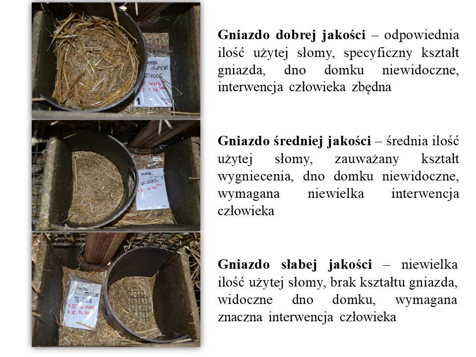 5. DOŚWIADCZENIE 2 ZALEŻNOŚĆ CECH FUNKCJONALNYCH OD PROFILU BEHAWIORALNY NOREK 5.1.