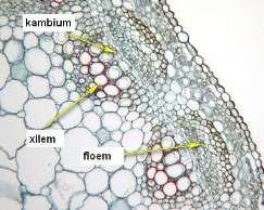 Kambium