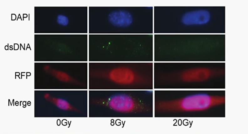 Fragmenty DNA pochodzenia