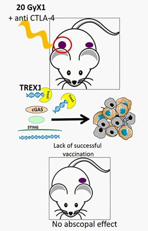 Immunogenna śmierć kn: