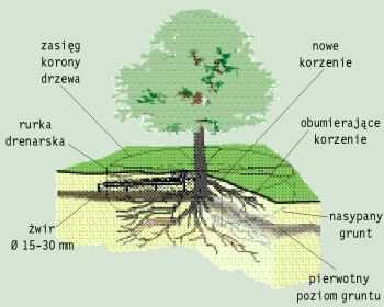 Kopanie dużych zagłębień w obrębie rzutu korony drzewa może spowodować mechaniczne uszkodzenia korzeni lub ich przesuszenie, lepiej więc unikać takich działań.